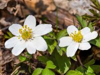 Buschwindröschen Duo